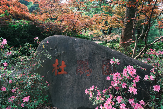 湖北武汉东湖磨山杜鹃园初春风光
