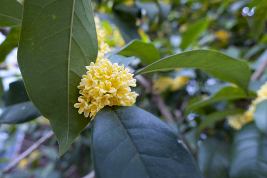 桂花