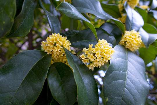 桂花