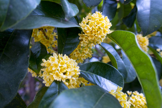 桂花