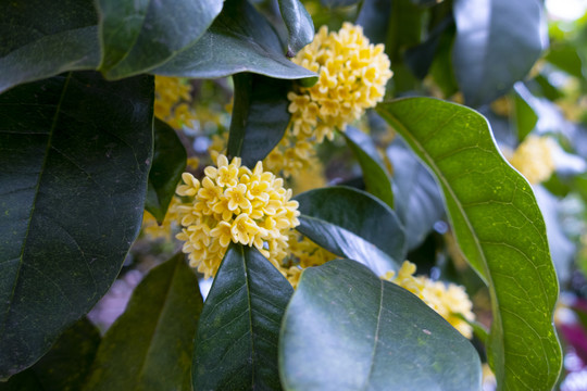 桂花