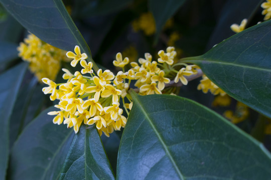 桂花