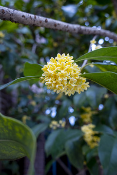 桂花