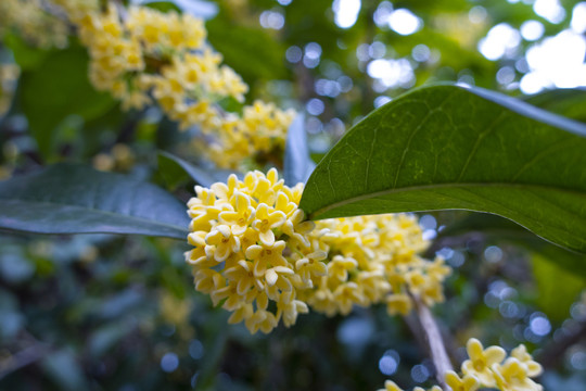 桂花