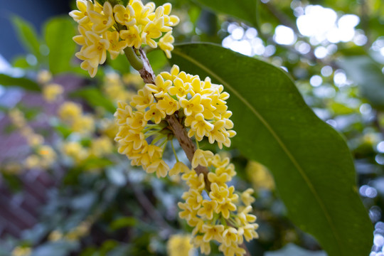 桂花