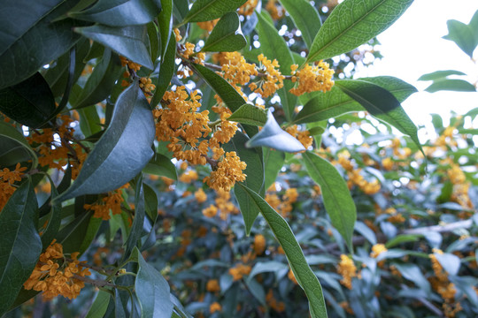桂花
