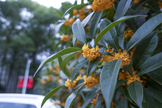 桂花