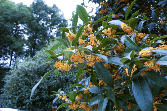 桂花