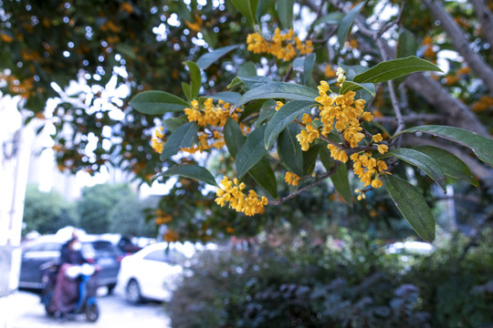 桂花