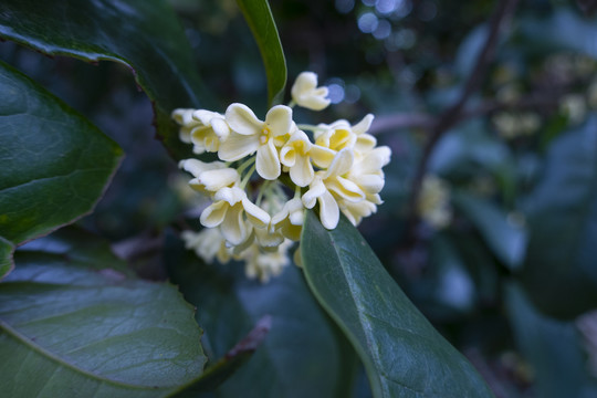 桂花