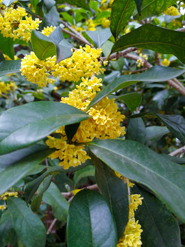 桂花