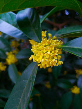 桂花