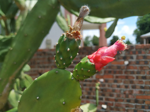 仙人掌花