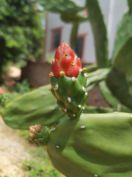 仙人掌花