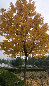 金黄色的胡杨树