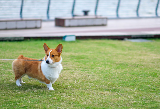 萌宠柯基犬