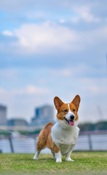 可爱的宠物柯基犬