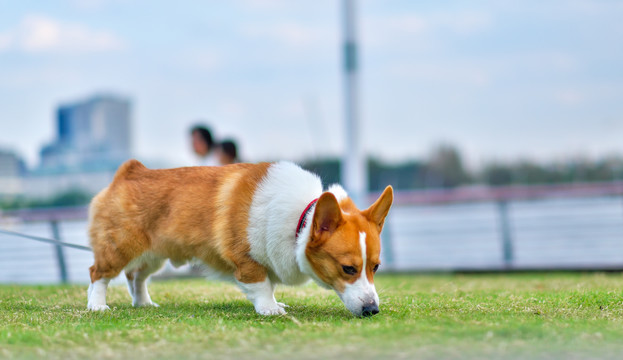 可爱的宠物柯基犬