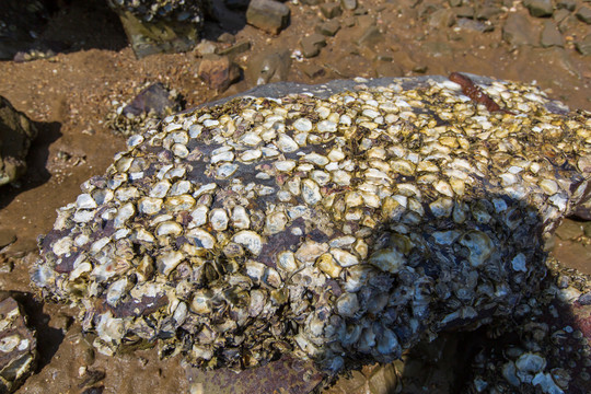 蚝蛎壳