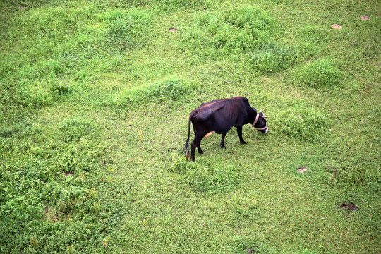 实拍一只黑牛在吃草