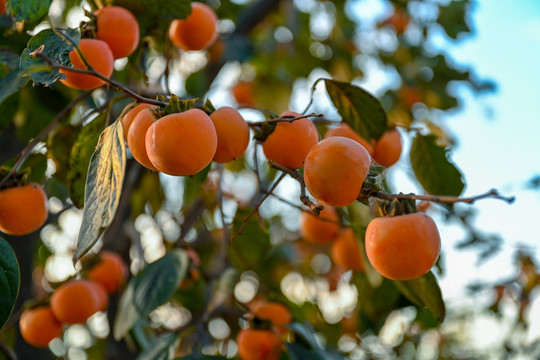 成熟的柿子水果挂满枝头