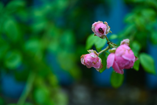 粉红色月季花