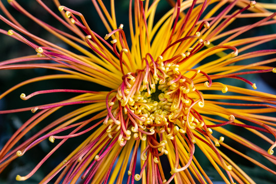 菊花特写