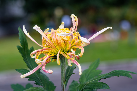 菊花特写