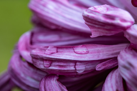 菊花特写