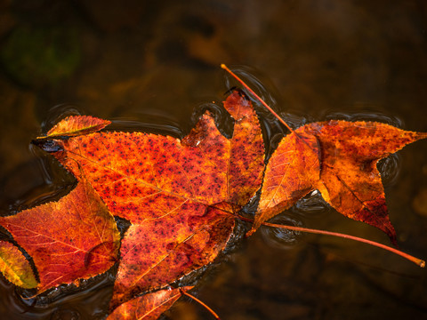 落在水中的红叶