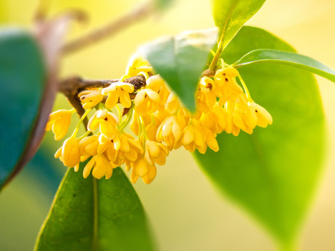 桂花特写