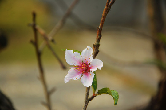 桃花绽放