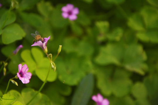 蜜蜂采花蜜