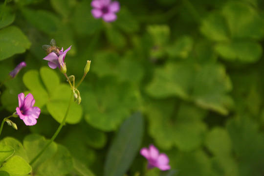 蜜蜂采花蜜