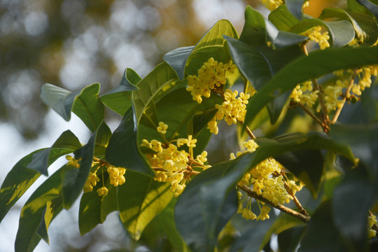 阳光桂花