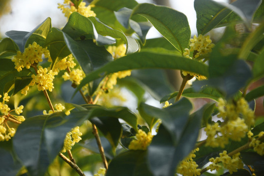 桂花开