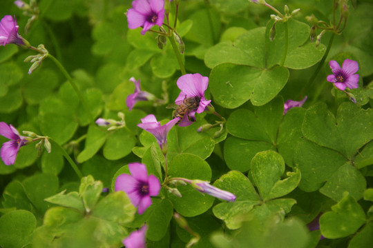 小蜜蜂采花蜜