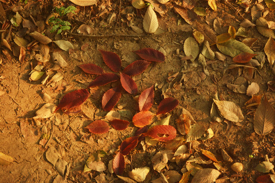 地面秋叶