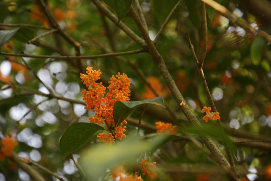 丹桂花开