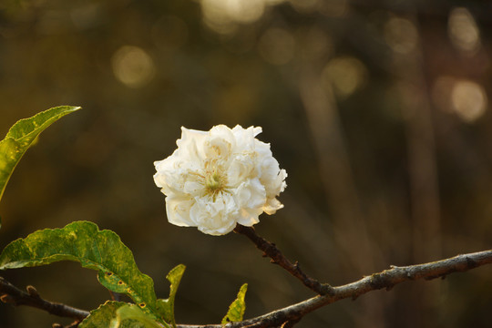 白桃花