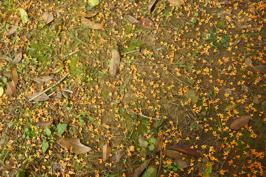 满地桂花