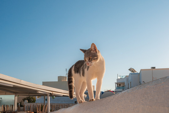 站在屋顶上的野生小猫