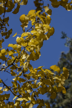 香山公园双清别墅院里的银杏树叶