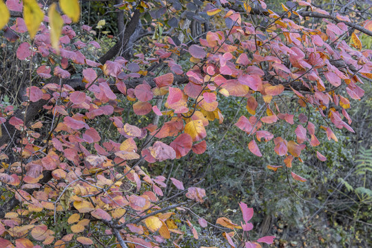 金秋时节的北京香山公园红叶