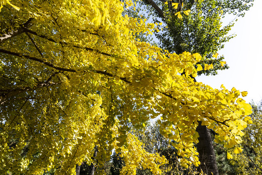 金秋时节北京香山公园的银杏树