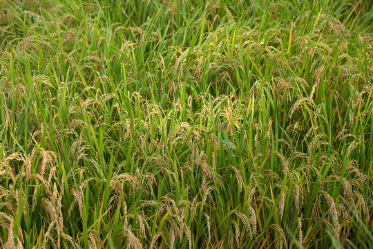 田间大面积种植且即将成熟的水稻
