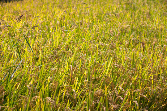 垂下即将成熟的农作物水稻