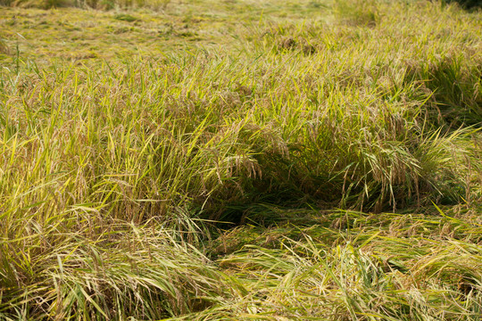 地里由于受大风影响而倒伏的水稻
