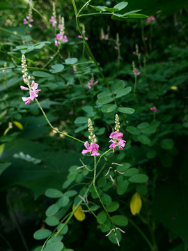 木蓝