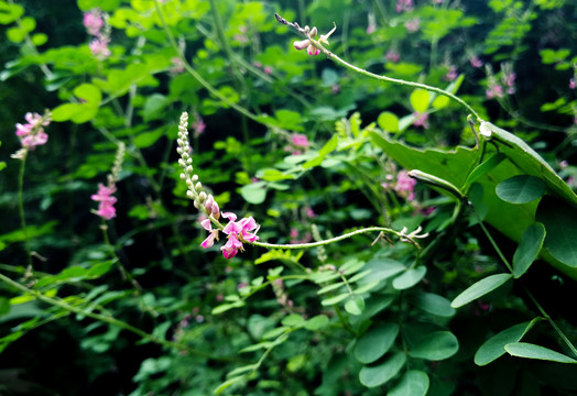 木蓝